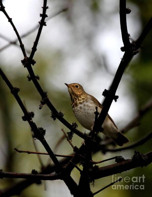 Nature Art Print featuring the photograph Swainson's Thrush #2 by Jack R Brock