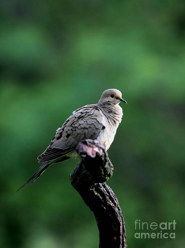 Nature Art Print featuring the photograph Mourning Dove #31 by Jack R Brock