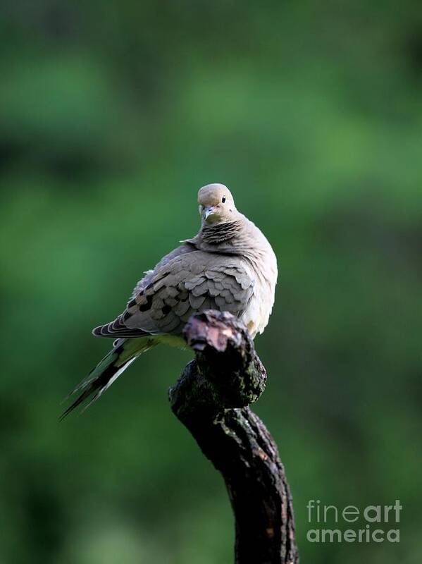 Nature Art Print featuring the photograph Mourning Dove #32 by Jack R Brock