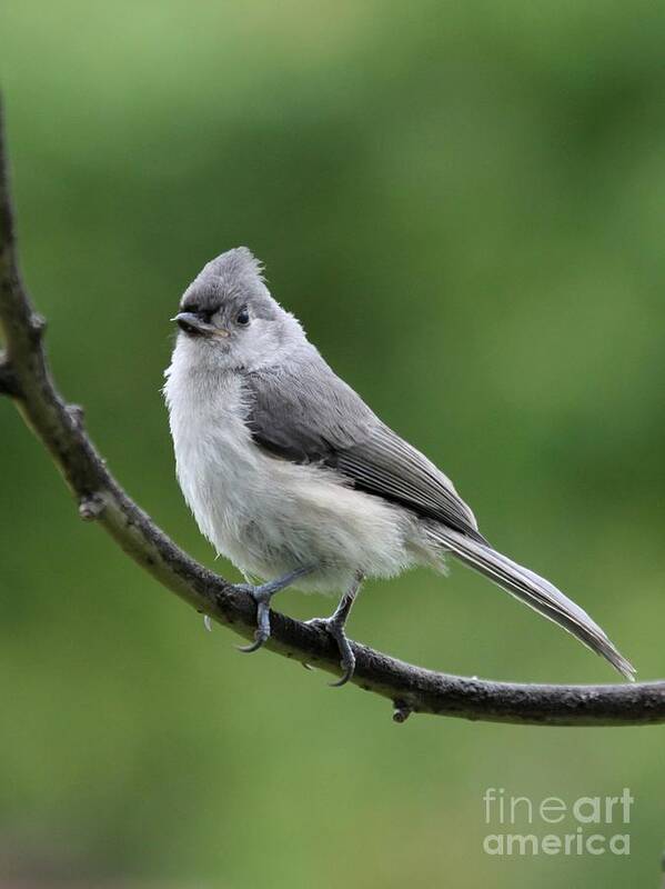 Nature Art Print featuring the photograph Tufted Titmouse #44 by Jack R Brock