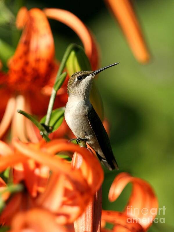 Nature Art Print featuring the photograph Ruby-throated Hummingbird #7 by Jack R Brock