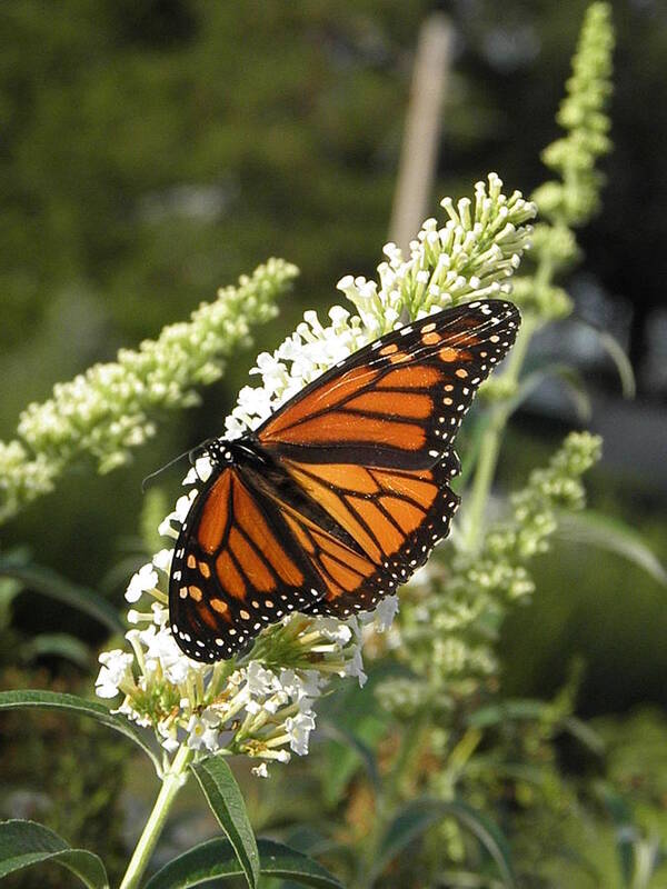 Monarch Art Print featuring the photograph A Capture Of Beauty by Kim Galluzzo
