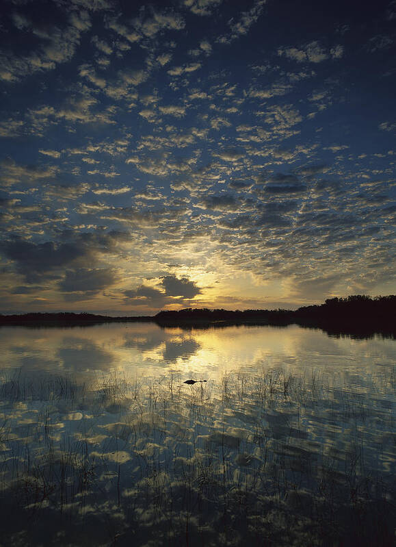 00175045 Art Print featuring the photograph American Alligator In Nine Mile Pond by Tim Fitzharris