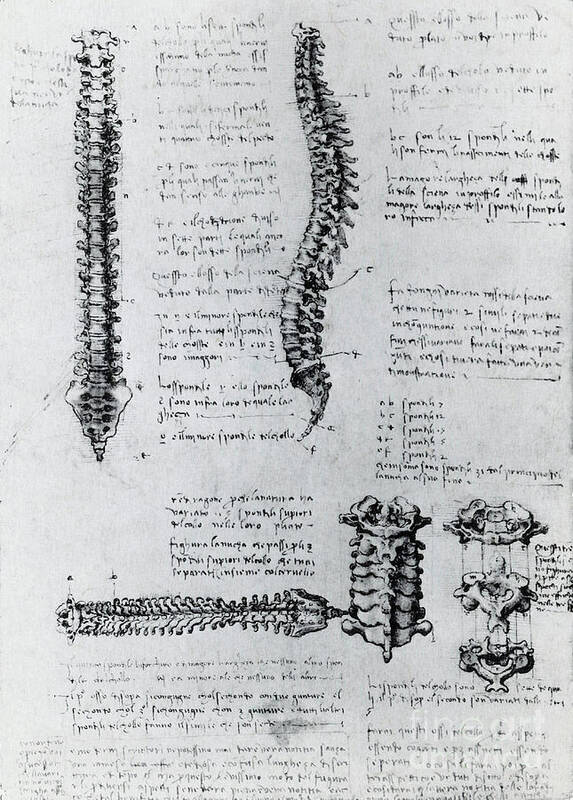 Historical Art Print featuring the photograph Anatomy Of The Spine by Science Source