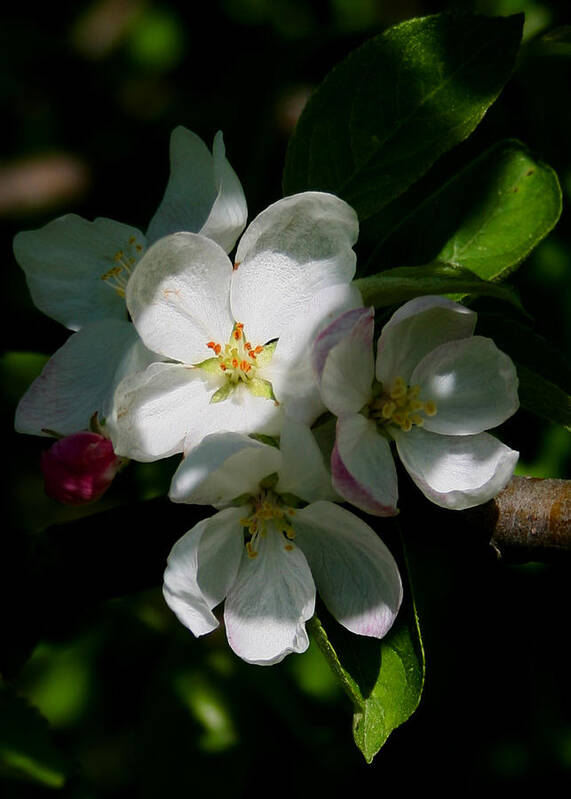 Apple Art Print featuring the photograph Apple Blossoms2 by Karen Harrison Brown