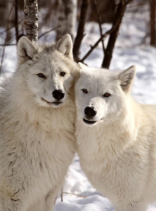 Arctic Wolf Art Print featuring the photograph Arctic Wolves close together in winter by Mark Duffy