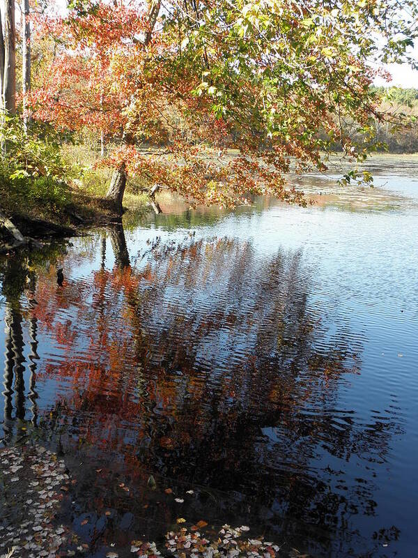 Autumn Art Print featuring the photograph autumn reflections in CT by Kim Galluzzo