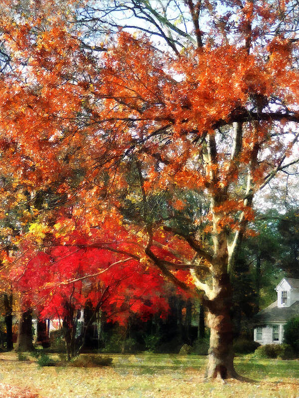 Sycamore Art Print featuring the photograph Autumn Sycamore Tree by Susan Savad