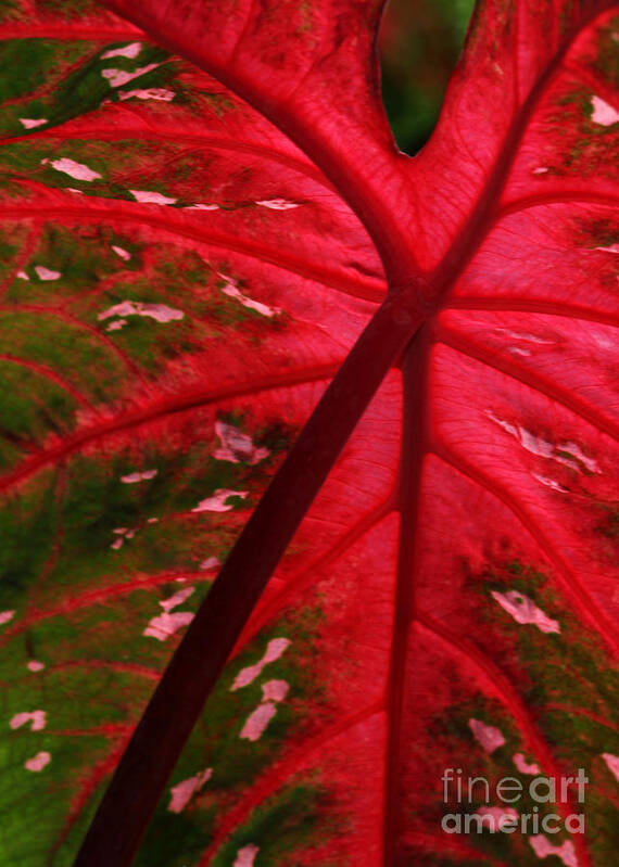 Leaf Art Print featuring the photograph Backlit Red Leaf by Sabrina L Ryan