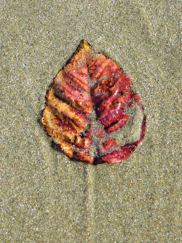 Beach Art Print featuring the photograph Beach Leaf by Pamela Turner