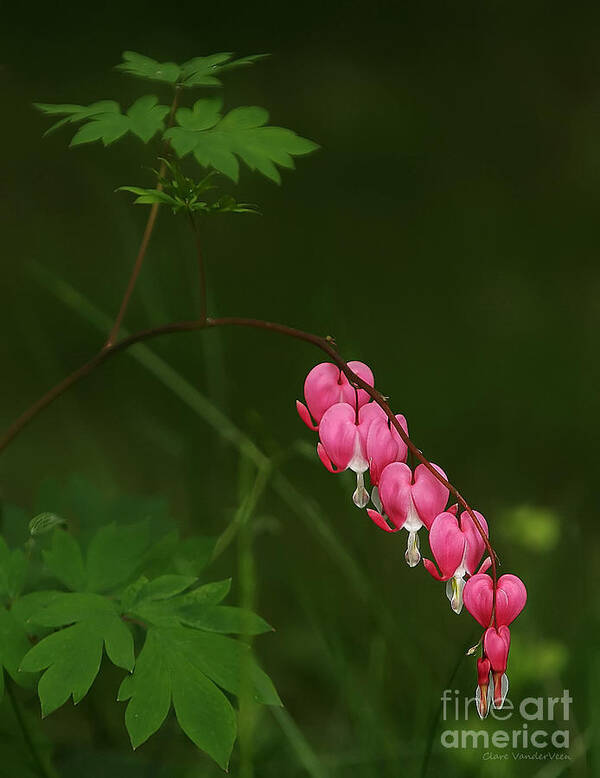 Bleeding Hearts Art Print featuring the photograph Bleeding Hearts by Clare VanderVeen