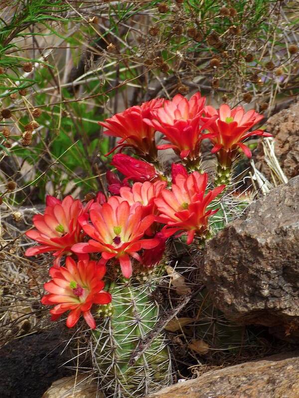 Cactus Art Print featuring the photograph Cactus With Coral Flowers by Megan Ford-Miller
