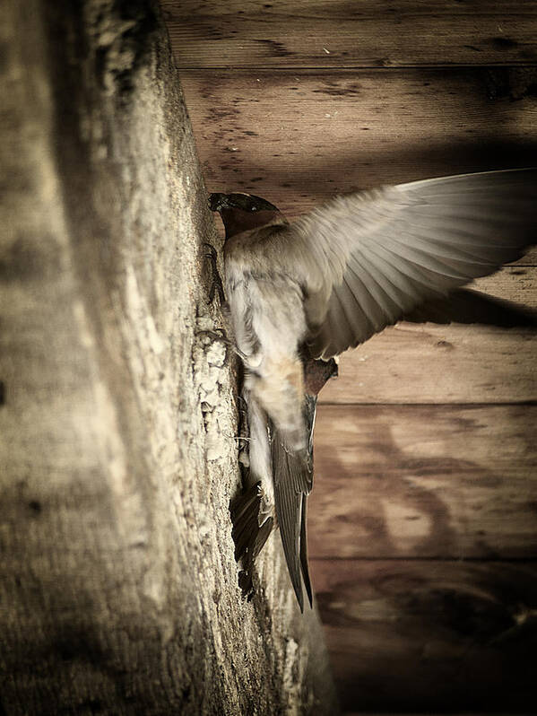 Bird Art Print featuring the photograph Cliff Swallows 2 by Scott Hovind