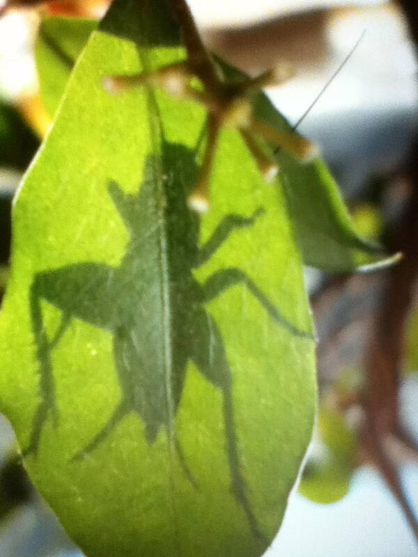 Botanical. Garden. Insect. Cricket. Green Art Print featuring the photograph Cricket Shadow by Debbi Saccomanno Chan