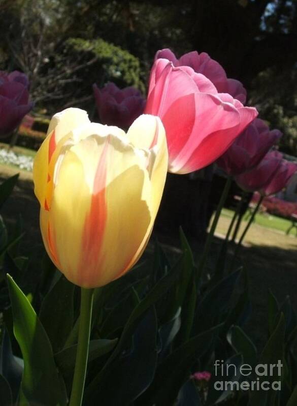 Tulips Art Print featuring the photograph Dance of the Tulips by Therese Alcorn