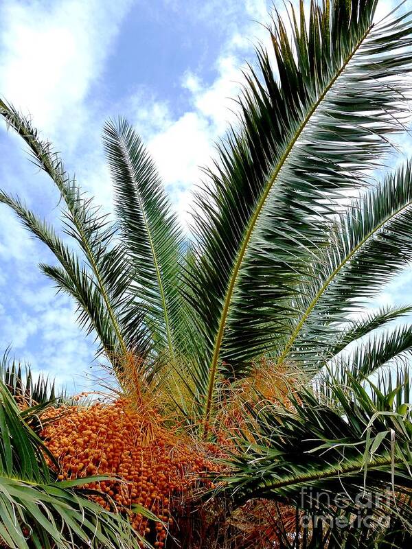 Date Art Print featuring the photograph Dates Palm Tree by Amalia Suruceanu