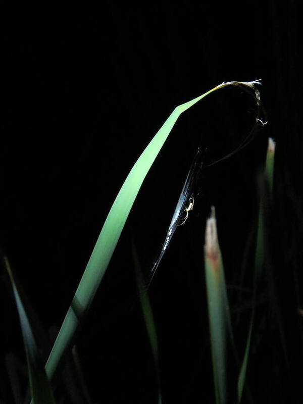 Spider Art Print featuring the photograph Dedication by Azthet Photography