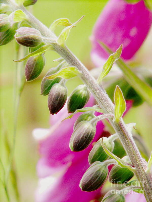 Foxglove Art Print featuring the photograph Discussing When To Bloom by Rory Siegel