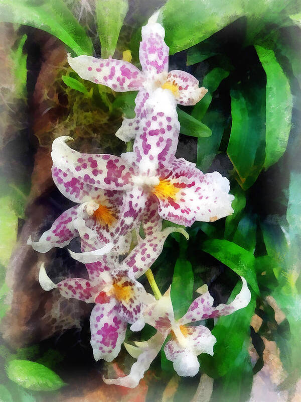 Beallara Art Print featuring the photograph Elegant Beallara Orchid by Susan Savad