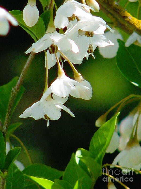 Flowers Art Print featuring the photograph Faerie Bells 2 by Rory Siegel