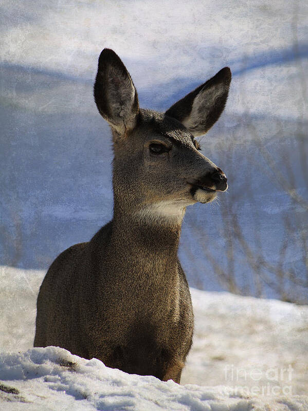 Deer Art Print featuring the photograph Female Mule Deer by Alyce Taylor