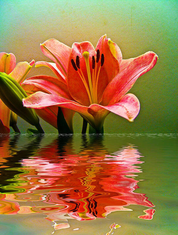  Art Print featuring the photograph Flooded Lily by Bill Barber