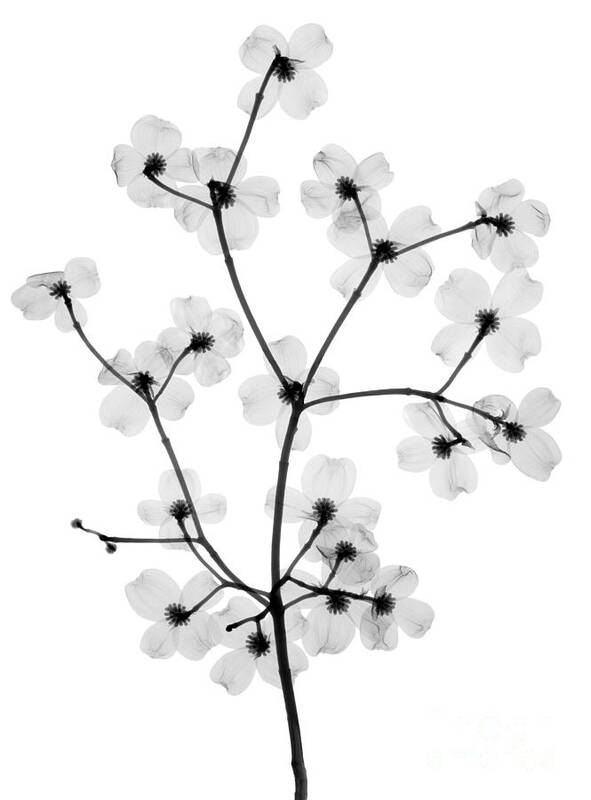 Tree Art Print featuring the photograph Flowering Dogwood, X-ray by Ted Kinsman