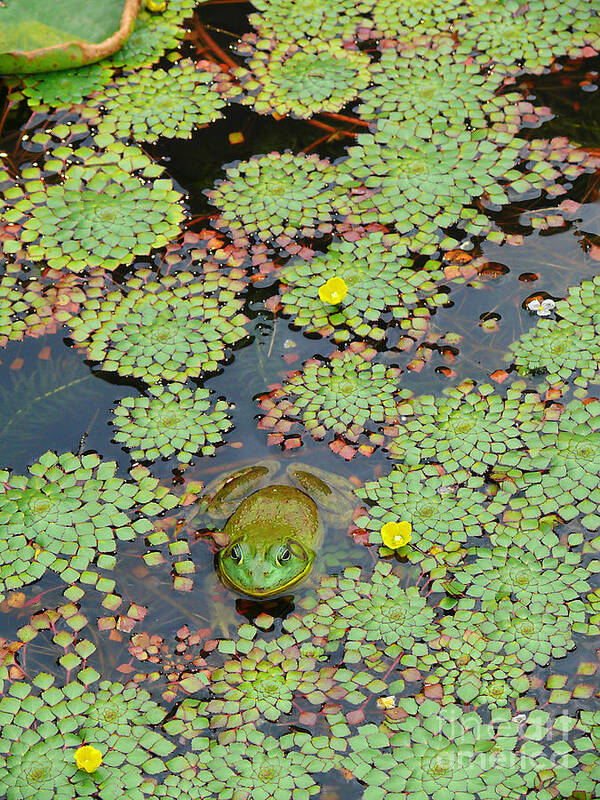 Frog Art Print featuring the photograph Frog Pond by Jeanne Woods
