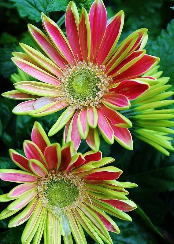 Flora Art Print featuring the photograph Gerber Daisies by Bruce Bley