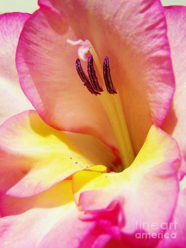 Gladiola Art Print featuring the photograph Gladiola by Judy Via-Wolff