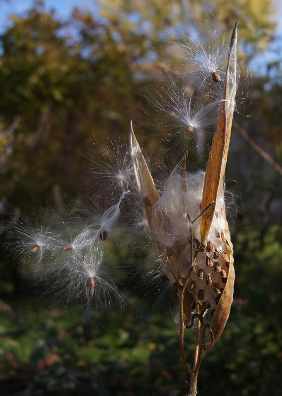 Seed Art Print featuring the photograph Going to Seed by Robert E Alter Reflections of Infinity LLC