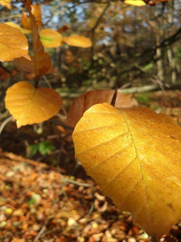 All Art Print featuring the photograph Golden Leaves by Michael Standen Smith