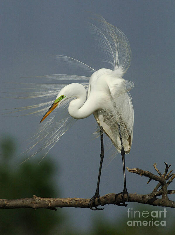 Great Egret Art Print featuring the photograph Great Egret by Bob Christopher