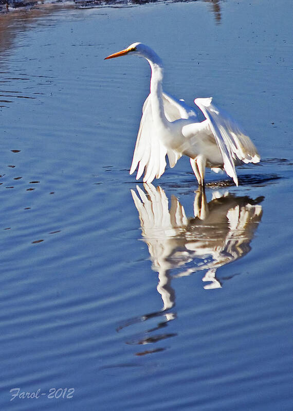Egret Art Print featuring the photograph Great Egret by Farol Tomson
