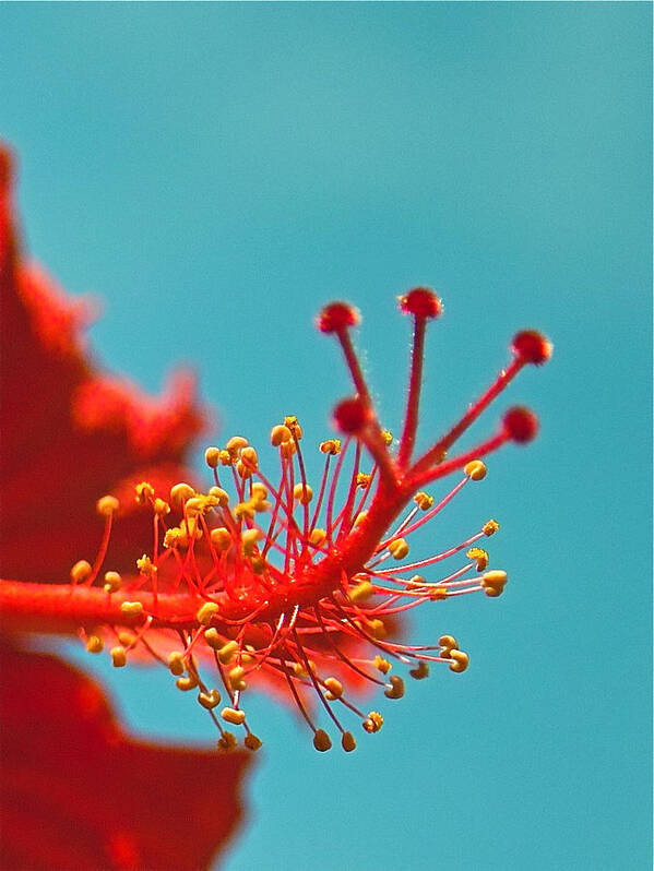 Hibiscus Art Print featuring the photograph Hibiscus by Jocelyn Kahawai