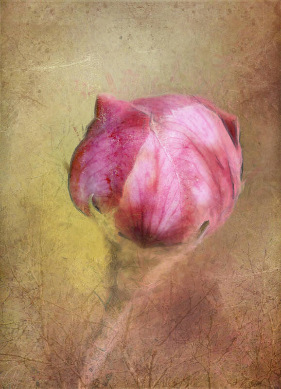 Bud Art Print featuring the digital art Just Budding by Margaret Hormann Bfa