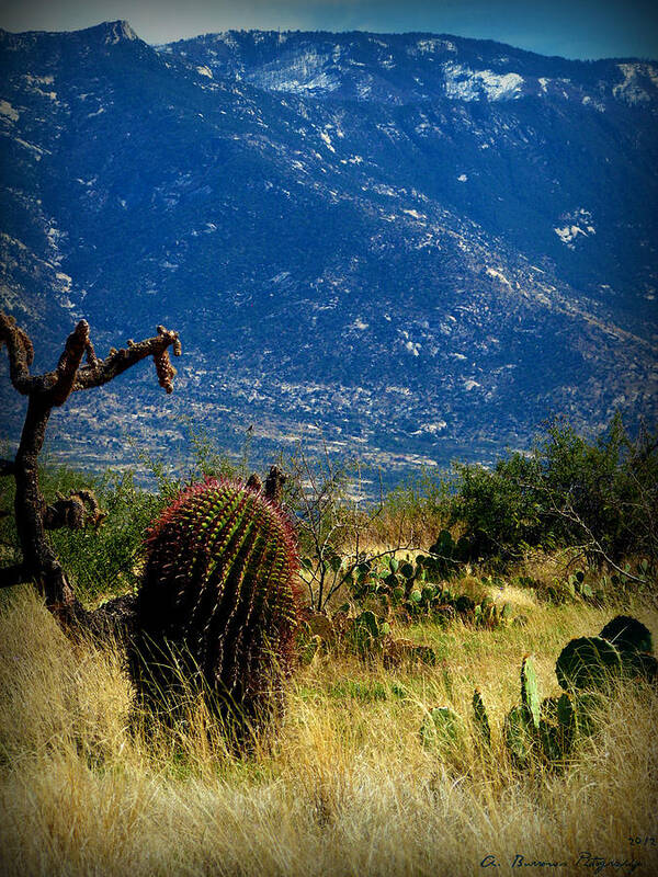 Santa Catalina Mountains Art Print featuring the photograph Lemmon Over the High Desert by Aaron Burrows