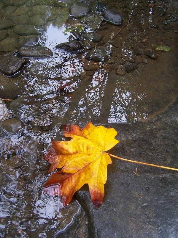 Maple Leaf Art Print featuring the photograph Maple Leaf Reflection 1 by Peter Mooyman