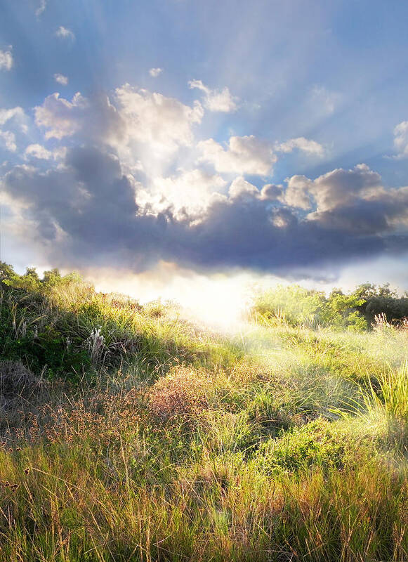 Landscape Art Print featuring the photograph Morning Light by Frances Miller