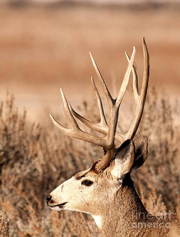 Buck Art Print featuring the photograph Mule deer by Earl Nelson