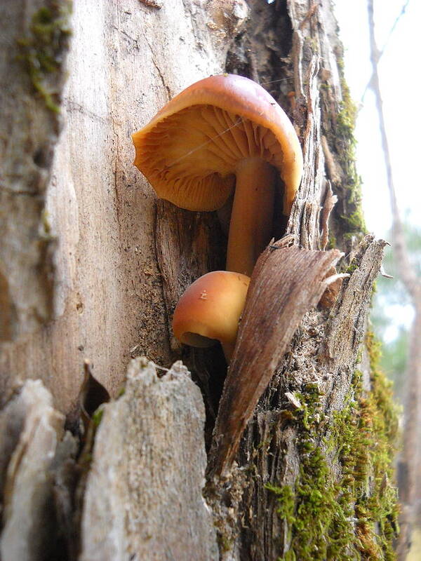 Mushrooms Art Print featuring the photograph Mushrooms on a Tree by Kent Lorentzen