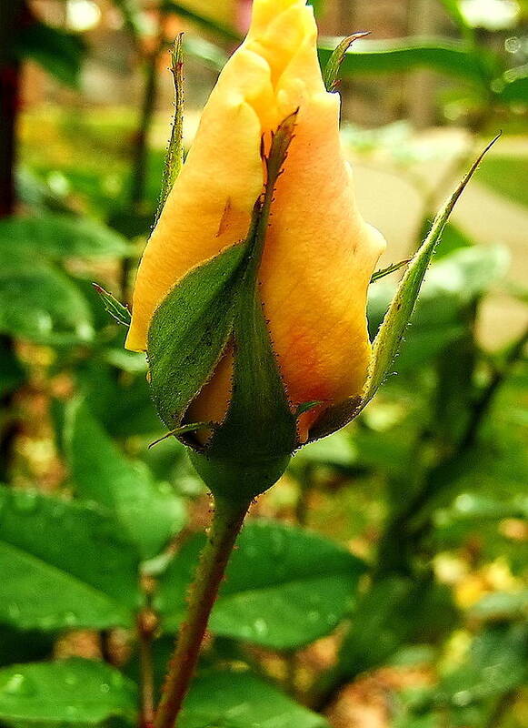 I Had Never Seen Roses Bloom In November In Michigan Before. Art Print featuring the photograph November Rose by Christina A Pacillo