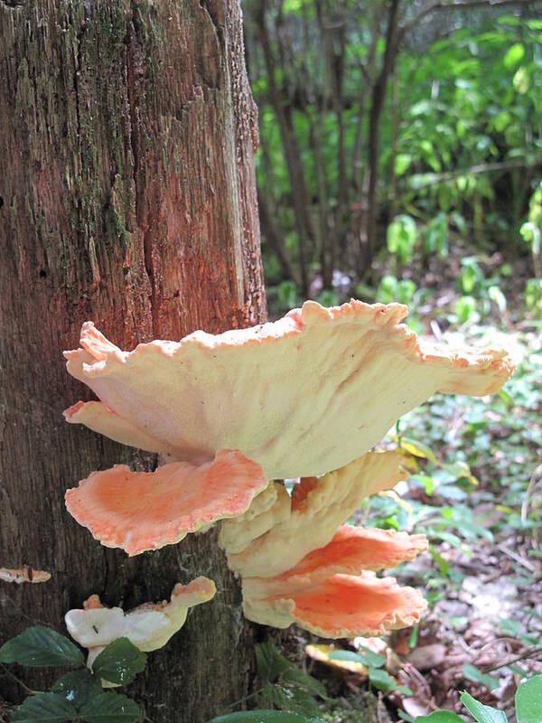  Art Print featuring the photograph Orange Fungi by Michele Nelson