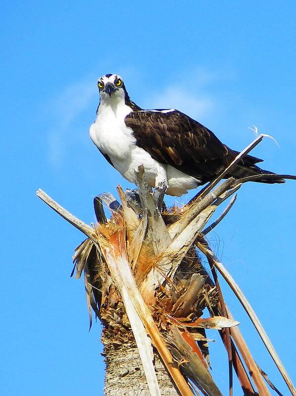 Nature Art Print featuring the photograph Osprey with Fish by Judy Wanamaker