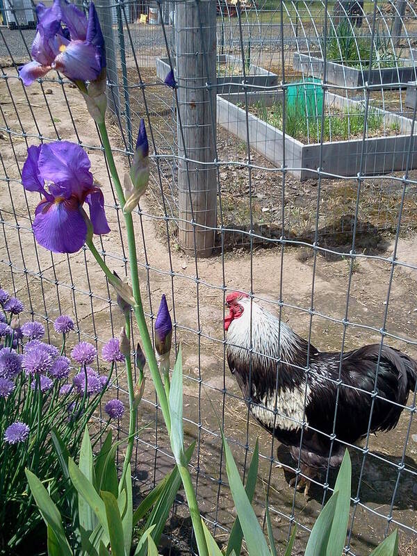 Garden. Rooster. Flower. Iris Art Print featuring the photograph Patrolling by Debbi Saccomanno Chan