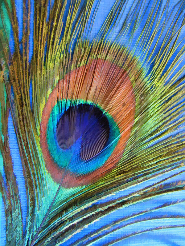 Peacock Art Print featuring the photograph Peacock Glory by Kathy Clark