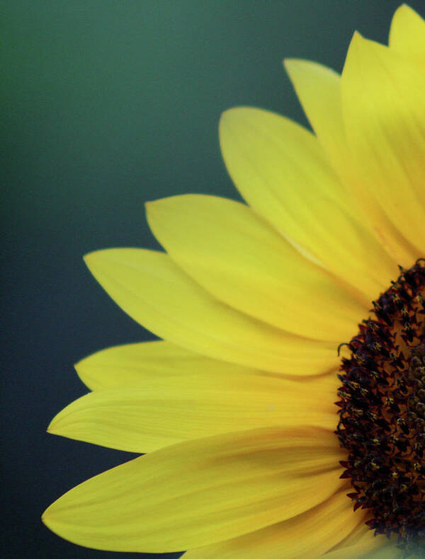 Sunflower Art Print featuring the photograph Pedals of Sunshine by Cathie Douglas