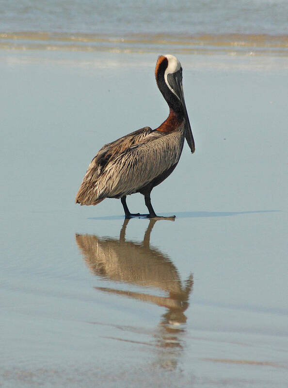 Pelican Art Print featuring the photograph Pelican Reflections by Cindy Haggerty