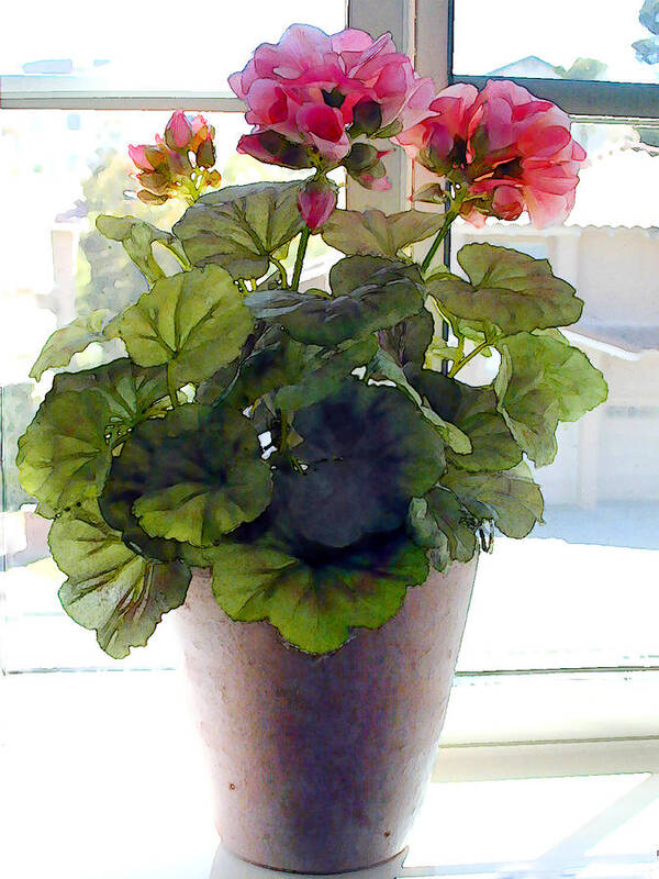 Geraniums Art Print featuring the painting Pink Geranium Plant in Window by Elaine Plesser