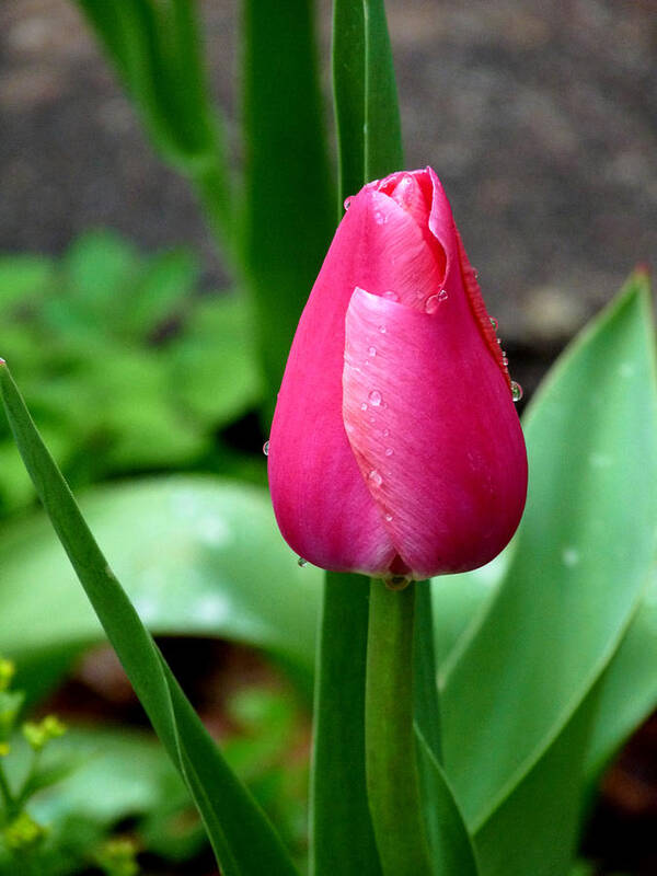 Flower Art Print featuring the photograph PInk Tulip by Terry Eve Tanner